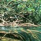 Mangroves